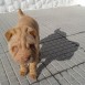 kira shar pei  muy juguetona